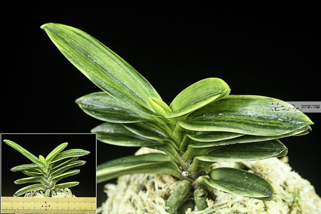 最上木・散斑縞豆葉【大壮錦】