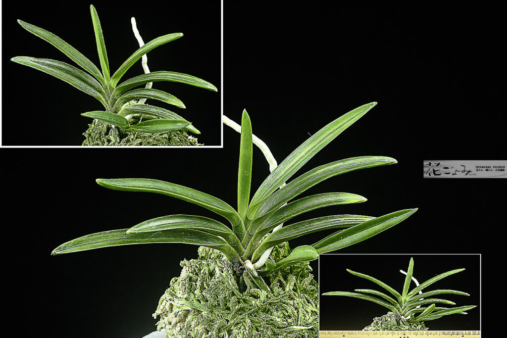 名系譜ルビー根混木瀬長寿楽柄あり子付