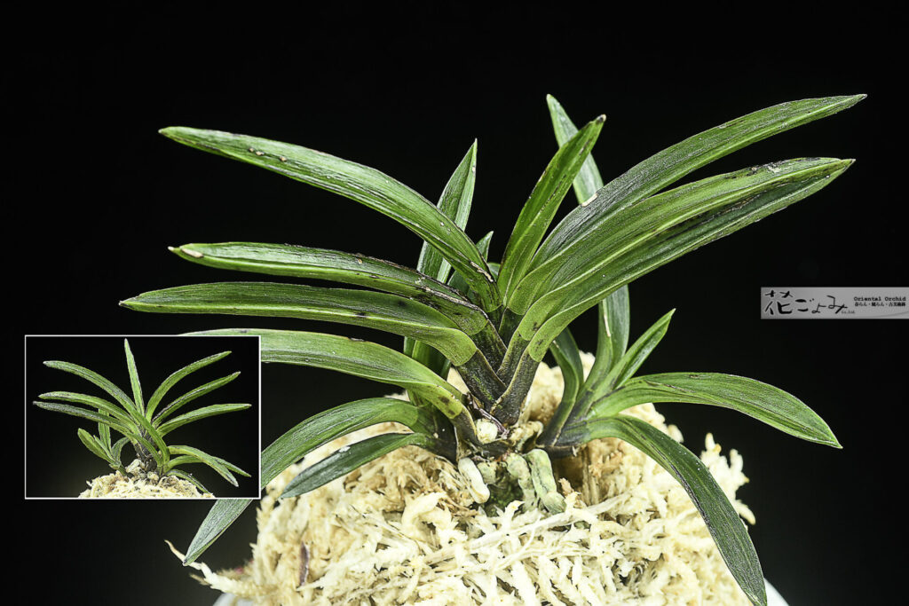 徳島産【墨白縞・芸西】本芸子付