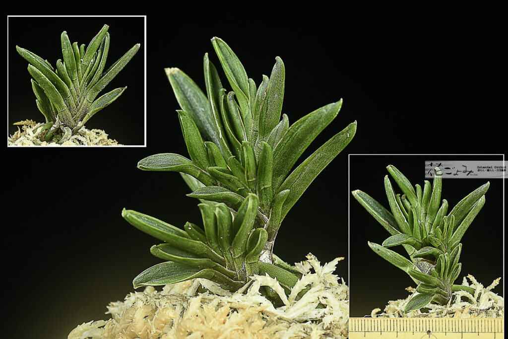 奄美風蘭・最上芸・葉変りチャボ【五右衛門】