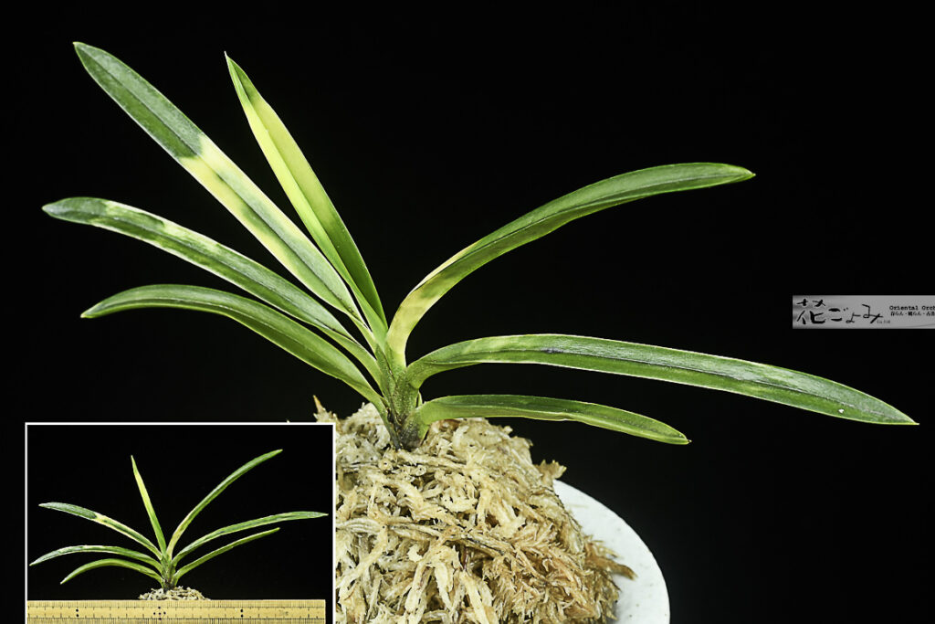 高知県四万十産・極黄虎【雲月3】