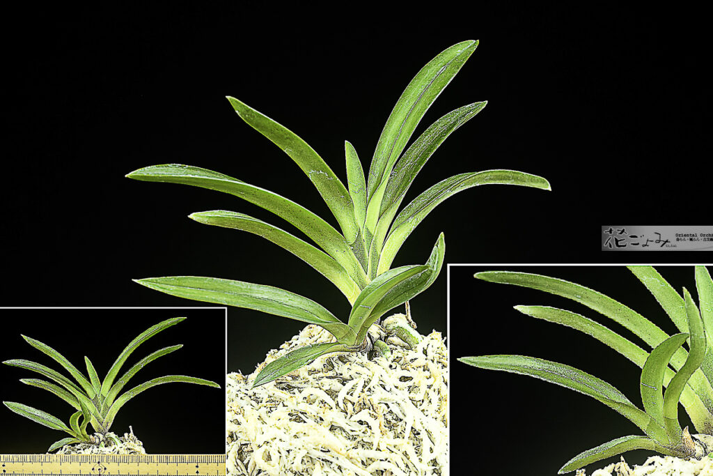 鹿児島産・複芸・僅か縞気【霧島】子付