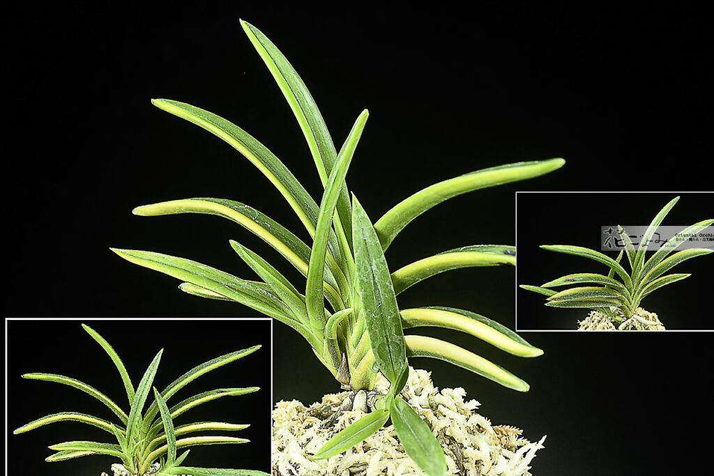 牡丹芸？子付【建国縞】