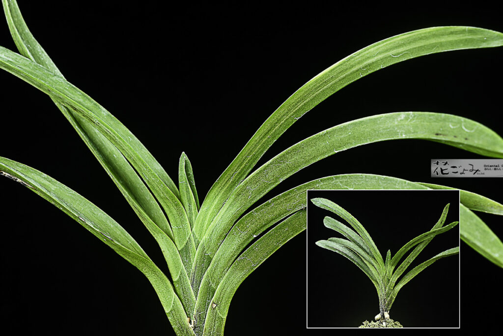 奄美山採り【吟風墨白縞】