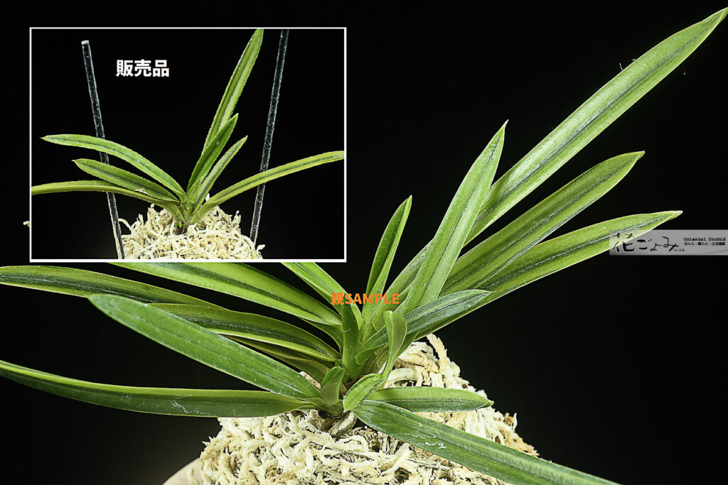 赤花【萠黄紺縞】