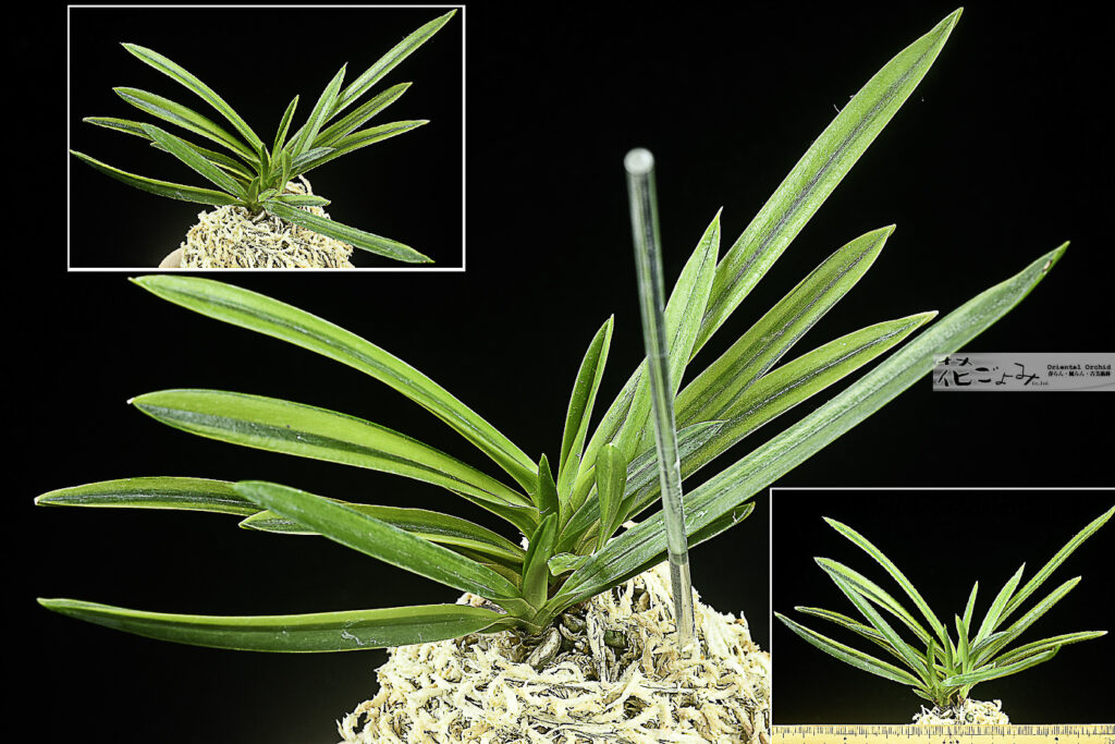 赤花【萠黄覆輪系紺縞】