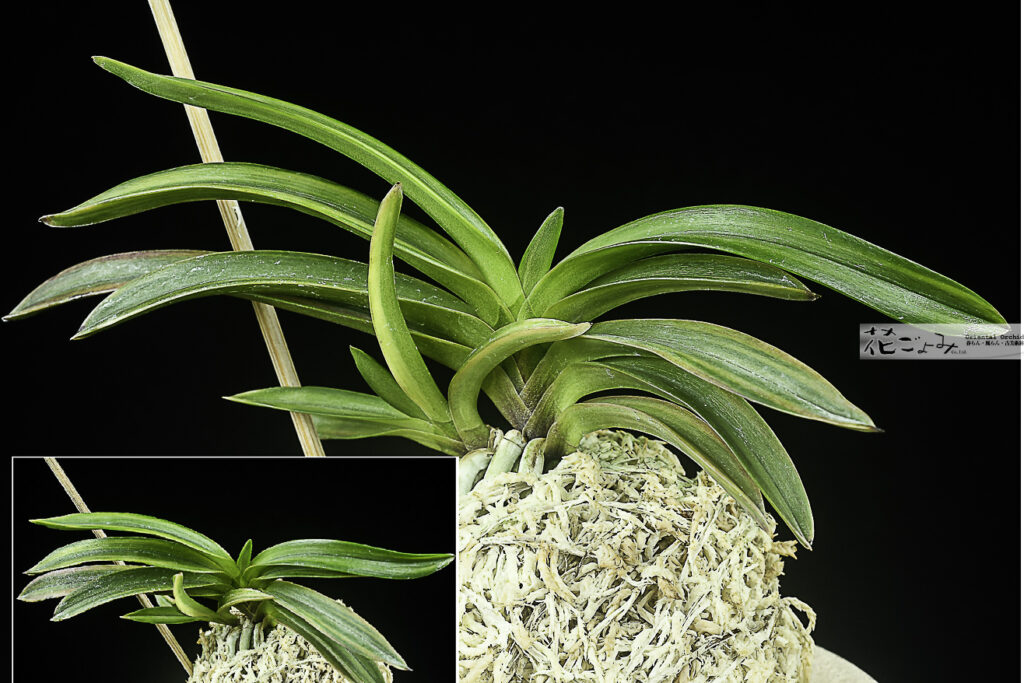 於多賀系の子付・紅覆輪【紅扇】子付