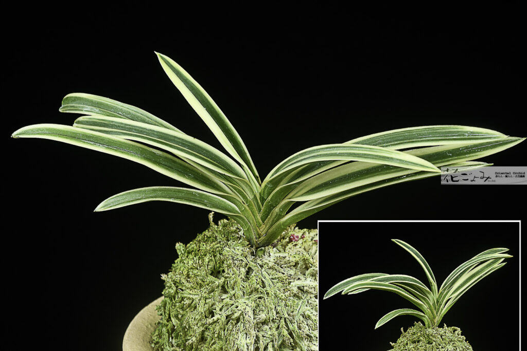 上サイズ【羆錦】