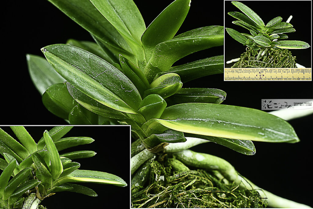 小〇島M氏～【玉金剛白黄縞】