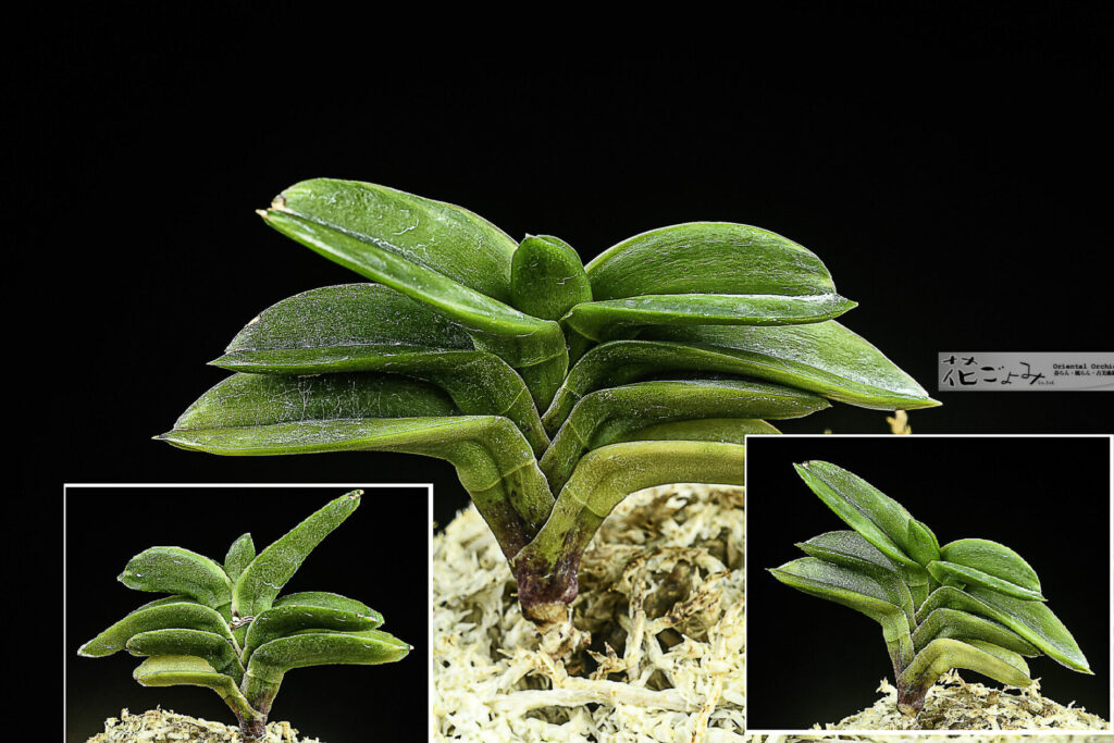 葉重ね良い【墨覆輪芸チャボ翠華殿】