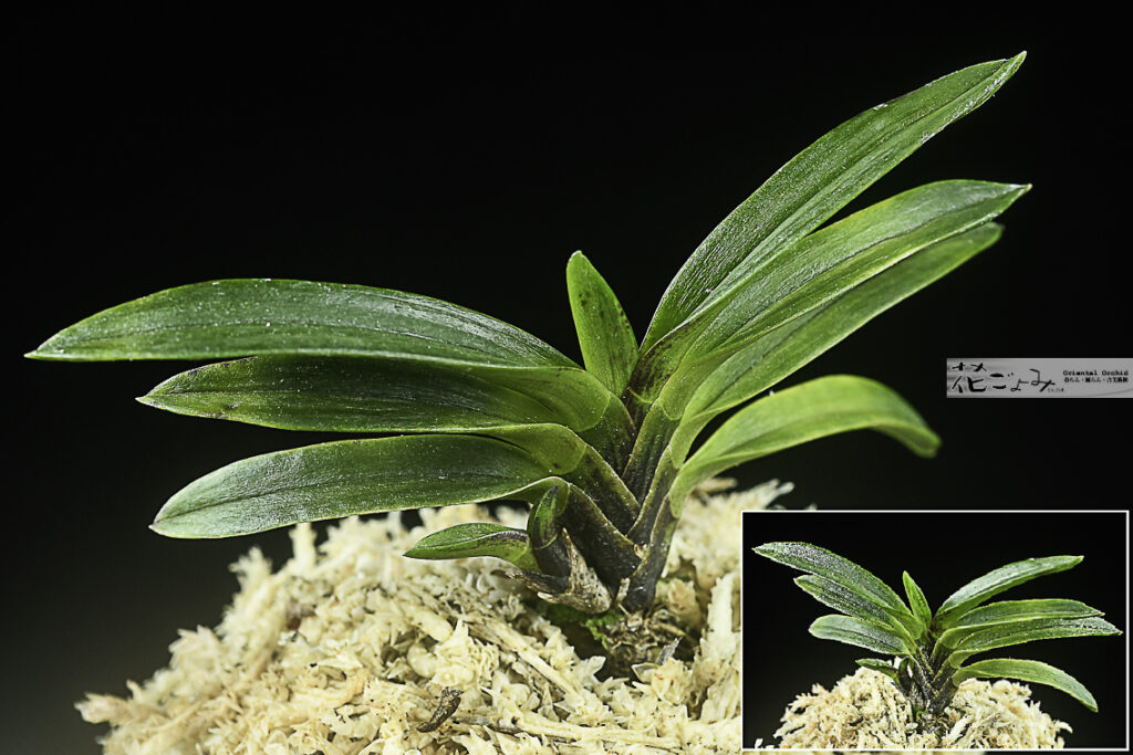 徳島産・墨虎【凌雲】