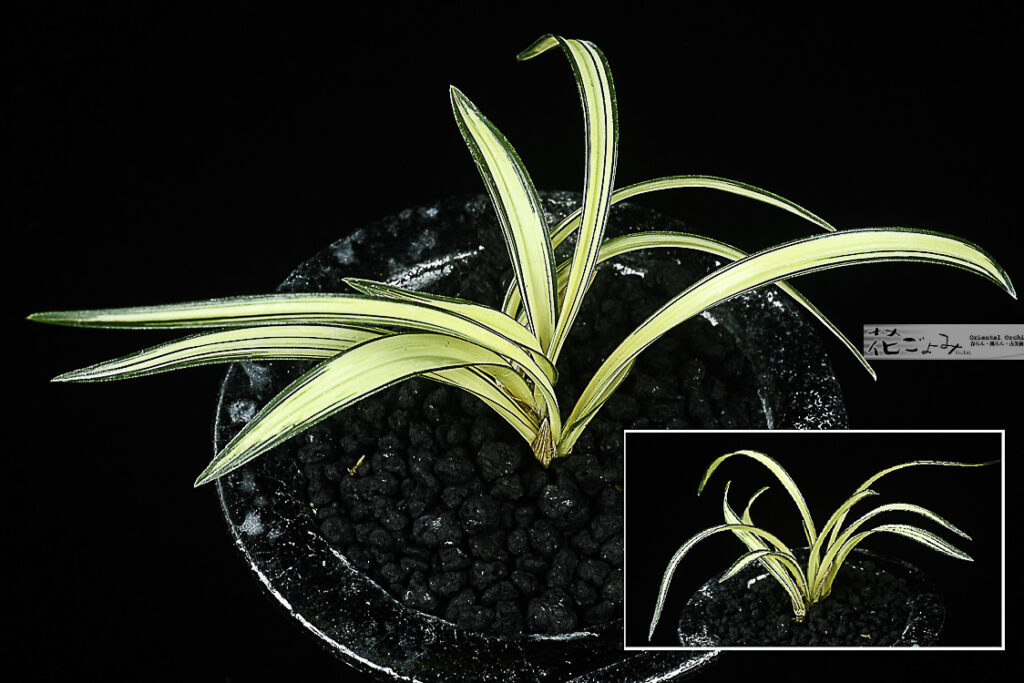 群馬県産チャボ性中透【百華宝】