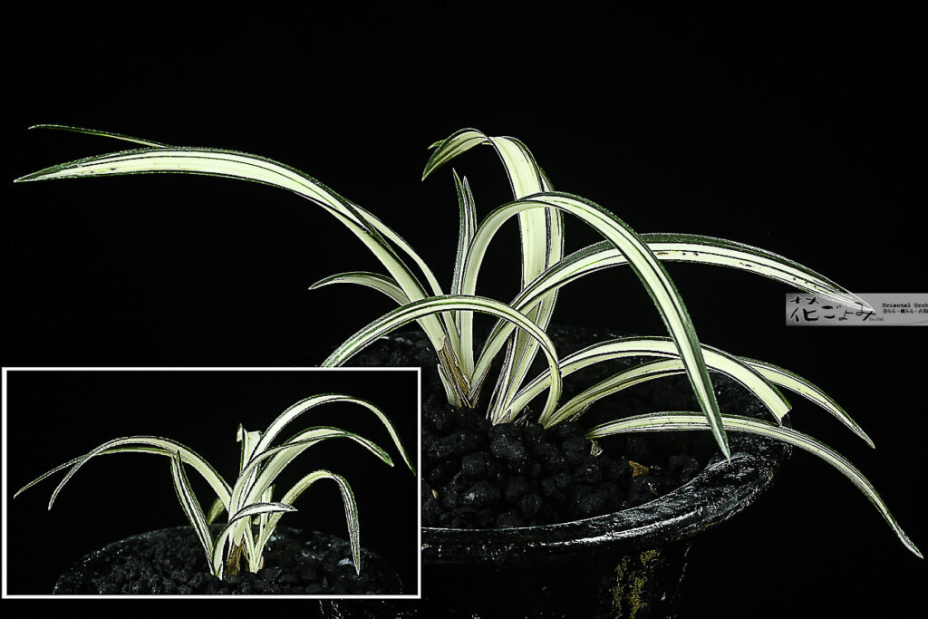 日本春蘭【白光】