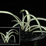 日本春蘭【白光】 - 東洋蘭専門店 花ごよみ | 春蘭・富貴蘭など通販