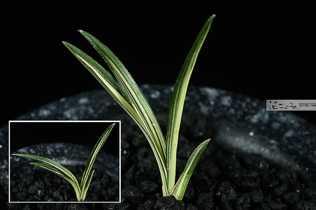 韓国産・チャボ系厚葉葉中透【天下】アタリ付新木1本
