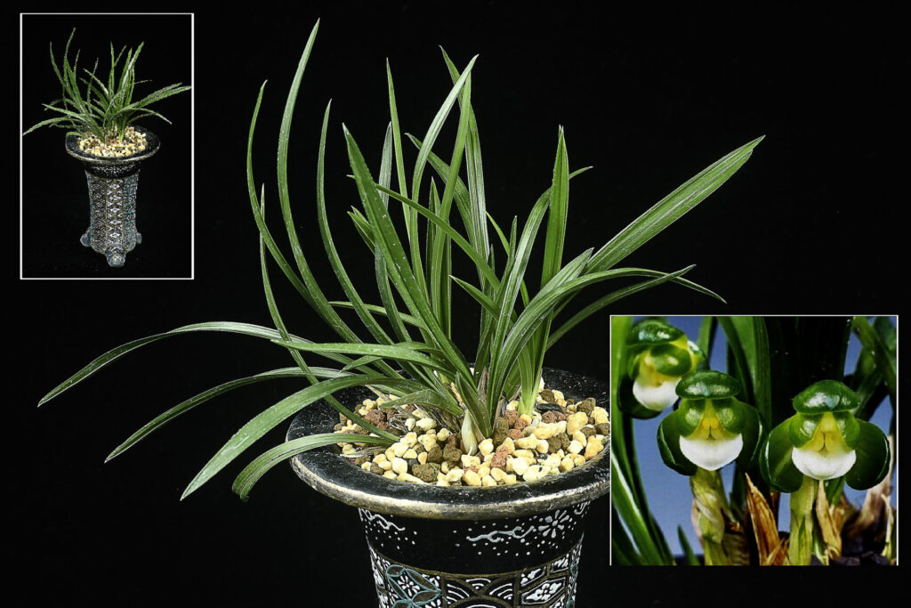 花付！極上株・チャボ系濃紺豆素心【龍正素】