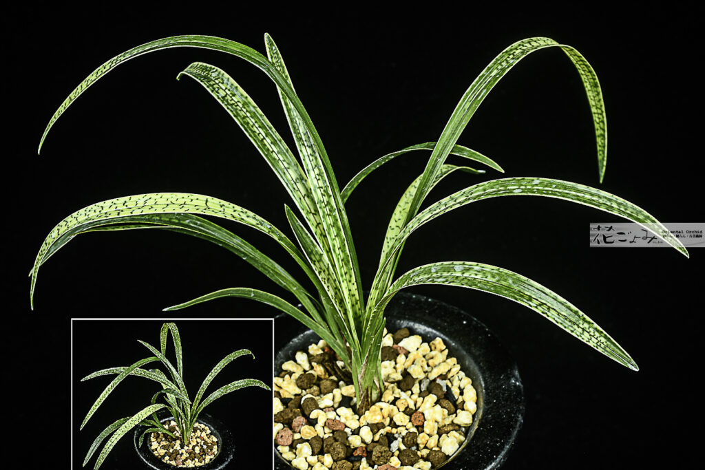 日本春蘭・守門龍覆輪【冠稲荷】