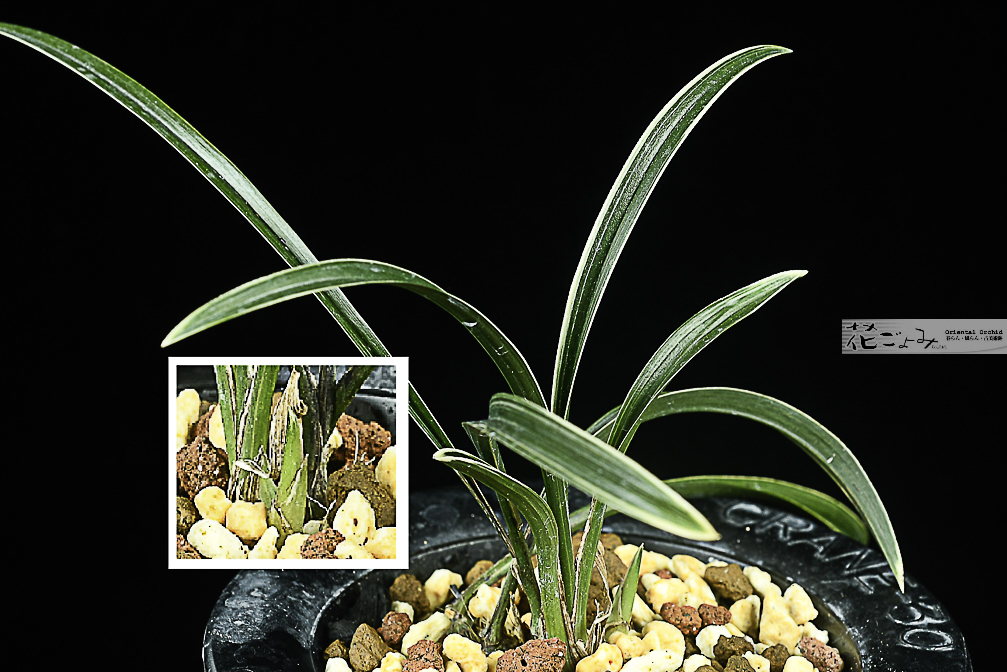 韓国産【新羅】来季作が楽しみな株