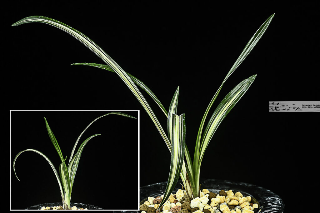 韓国産・濃紺中透【喜久壽】新木新木