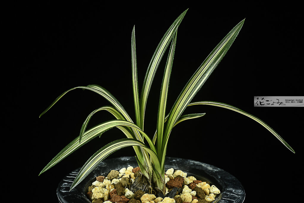 韓国産・濃紺中透【松亭】新木奴3本