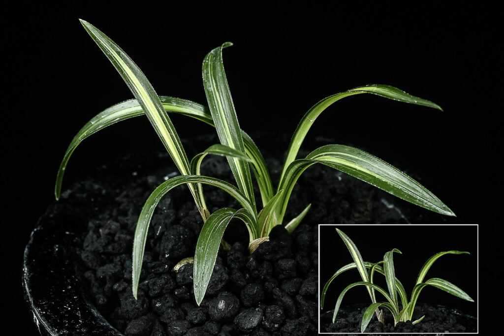 福島産【チャボ厚葉無銘中透】