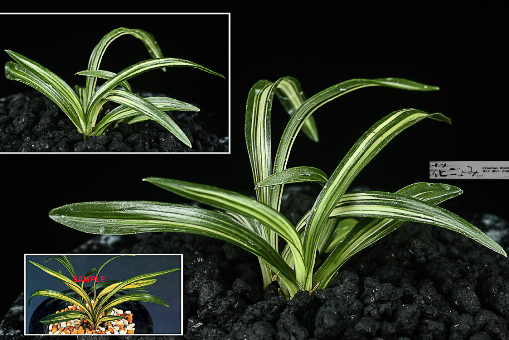 韓国産チャボ厚葉幅広中透【太平】