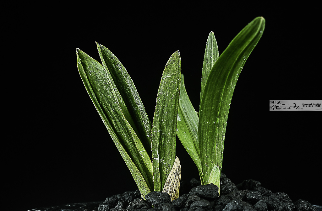 熊本産豆花羅紗チャボ【碧巖】