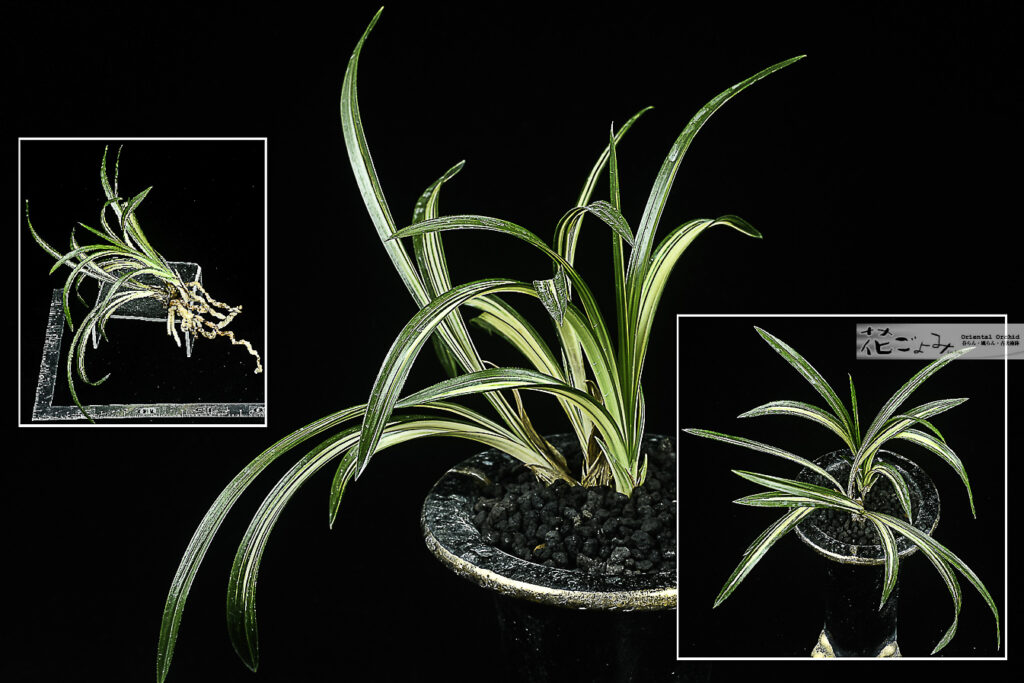 愛嬌満点‼韓国産・厚葉濃紺中透【玉山】