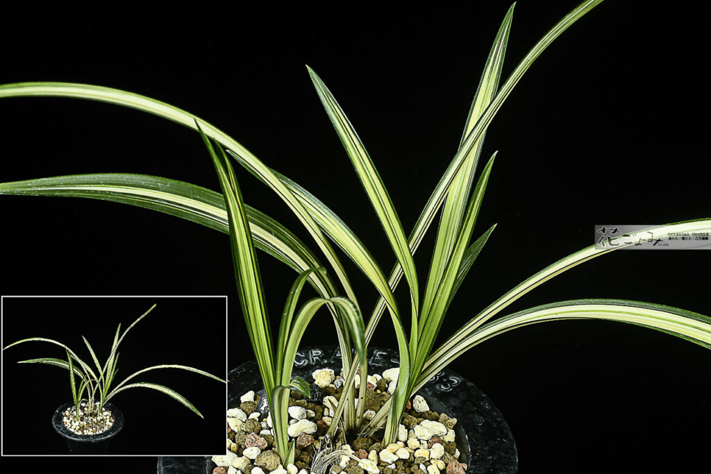 最上木親～韓国産【晋州城】