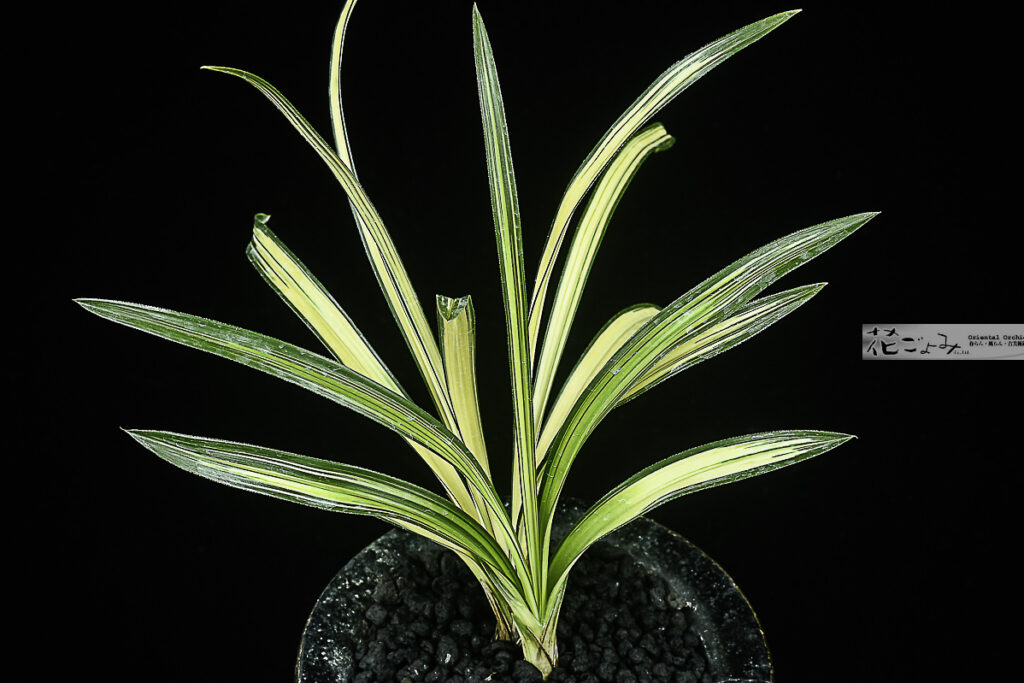 韓国産厚葉中透【(旧名称)大皇】⇒新名称【大旺】