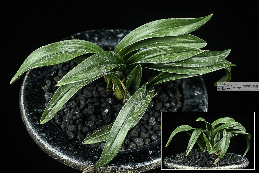 岩手産羅紗チャボ【陸王】