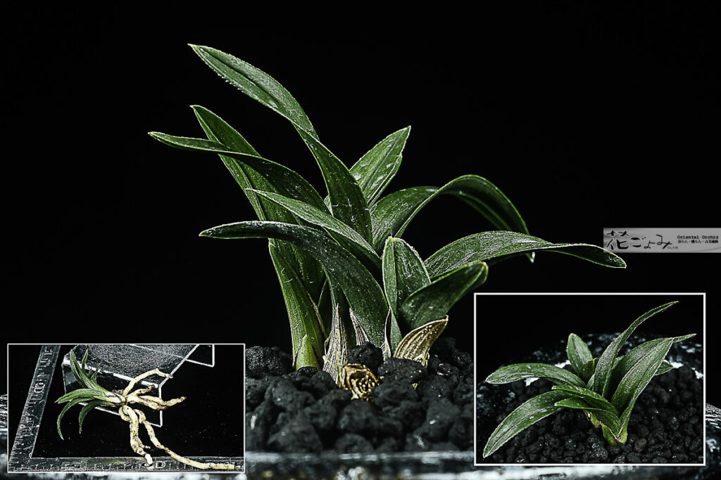 岩手産羅紗チャボ【陸王】