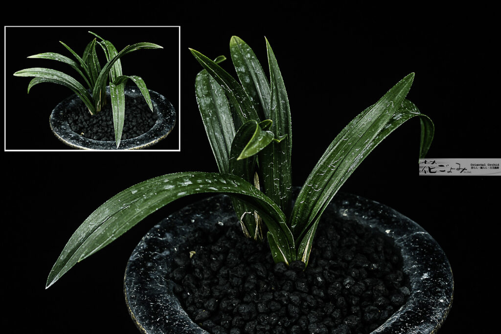 韓国産・良花羅紗チャボ【岩龍】