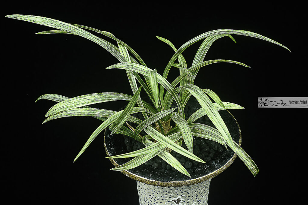 日本春蘭・チャボ系・白斑芸【雲海Type】錦鉢入