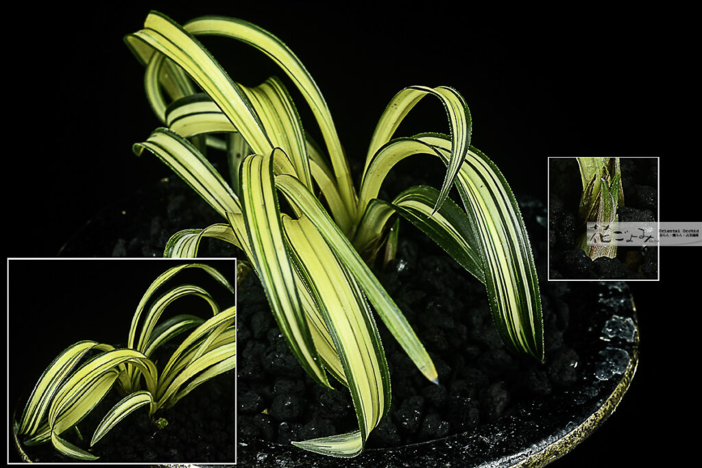 韓国産山採り【チャボ極黄中透】