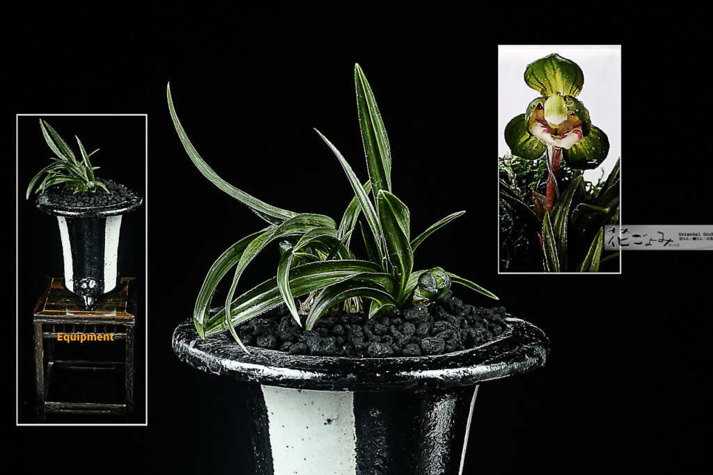 韓国産・紫含む豆縞花・轟芸チャボ【神威】ZEBRA陸鉢入り