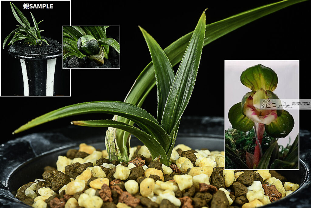 Bizarrecymbidium韓国産・紫含む豆縞花・轟芸チャボ【神威】古木