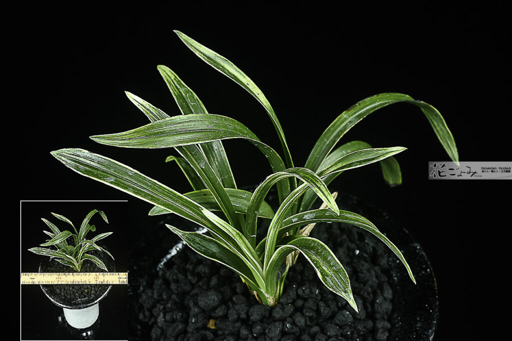 愛嬌満点！韓国産・複芸白曙チャボ【白写】