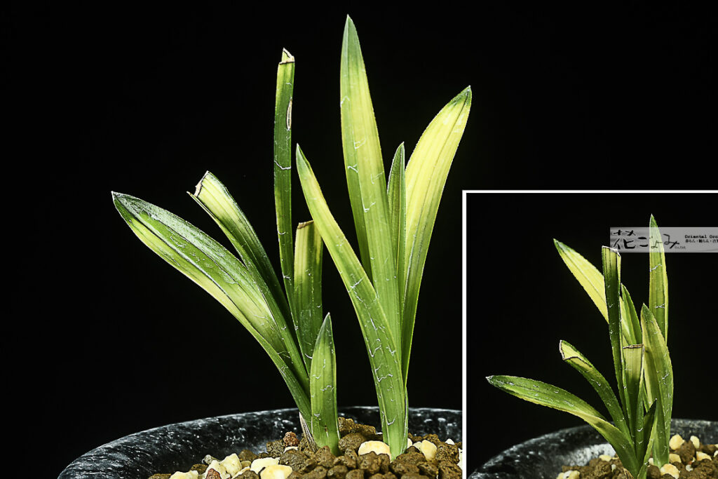 韓国産チャボ黄虎【四季1】