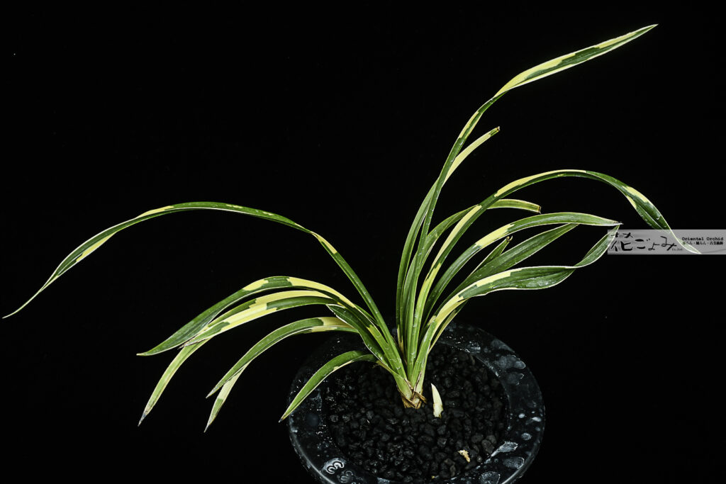 美麗株！日本春蘭・輪波の花変化・白覆輪【宝生の花】5　