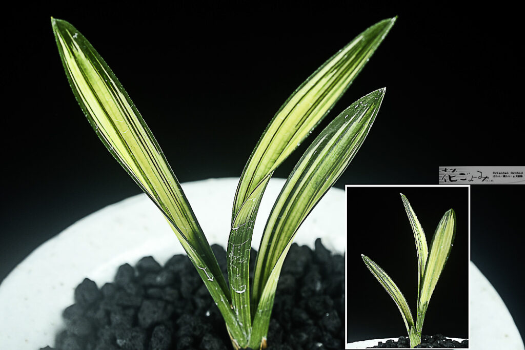 韓国産・極幅広チャボ中透【太皇】新木
