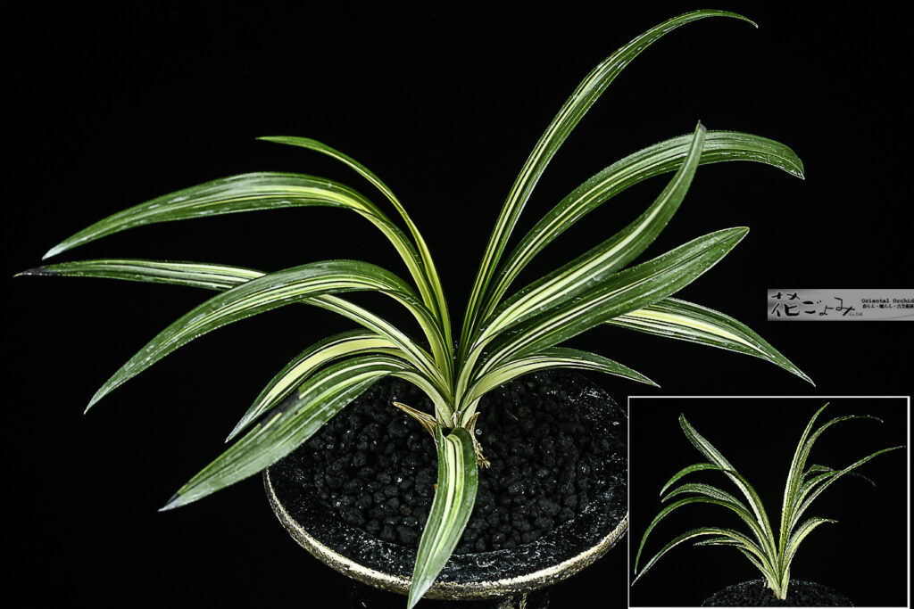 葉幅15ミリ厚葉中チャボ系・韓国産山採り【中押系無銘中透】