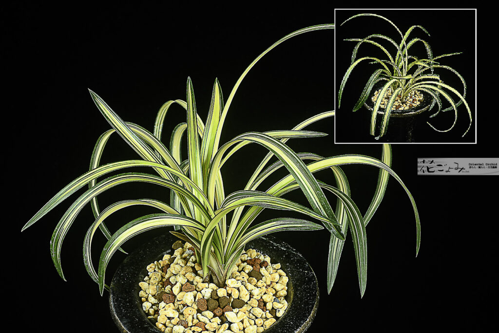 愛嬌満点！美麗中透花・韓国産【華秘境】