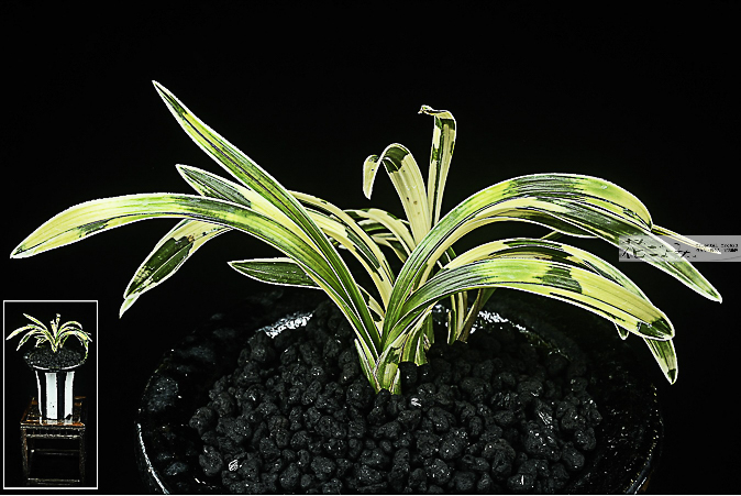 愛嬌満点【麒麟冠】弊社デザイン専売品ZEBRA弌鉢入