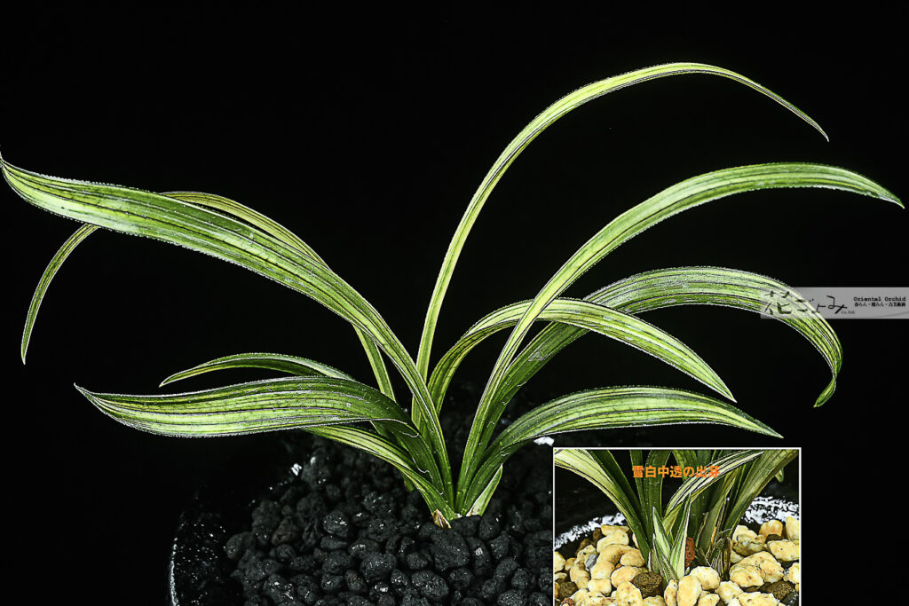 最上木！韓国産・厚葉チャボ・雪白展開蛇皮中透【空(kuu)】花ごよみデザイン別注白中帯鉢入