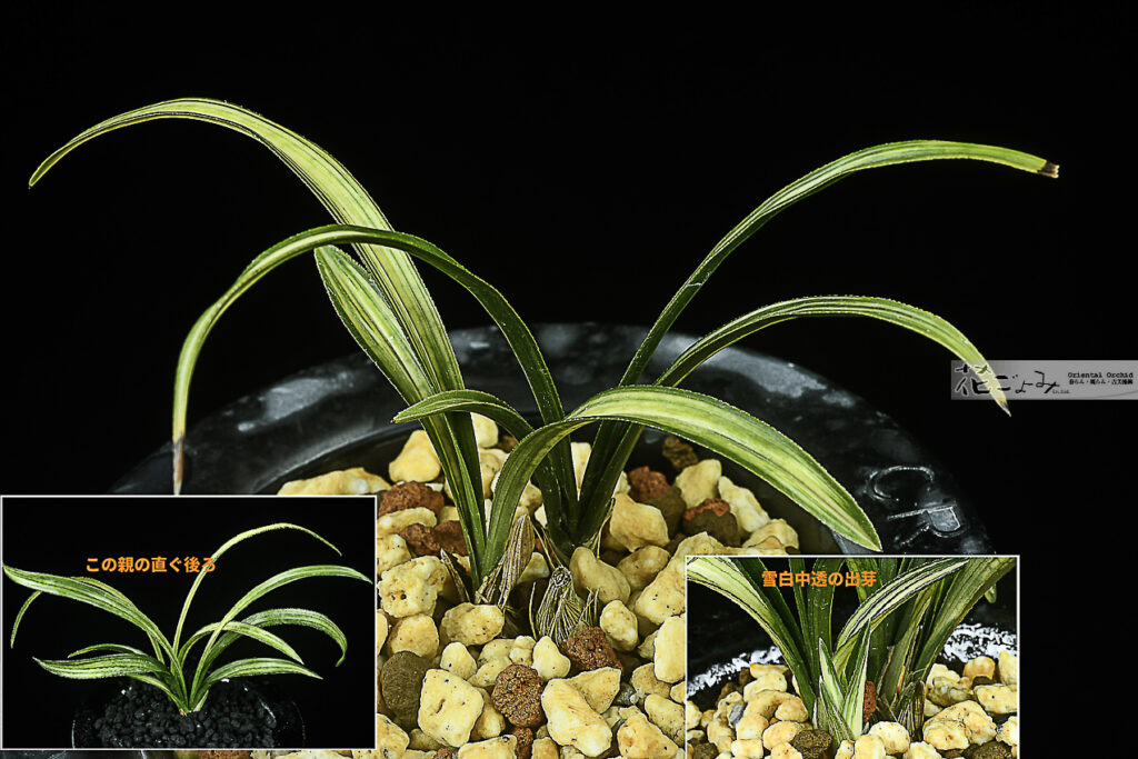 4384の直ぐ後ろ・韓国産・厚葉チャボ蛇皮・雪白展開中透【空(kuu)】