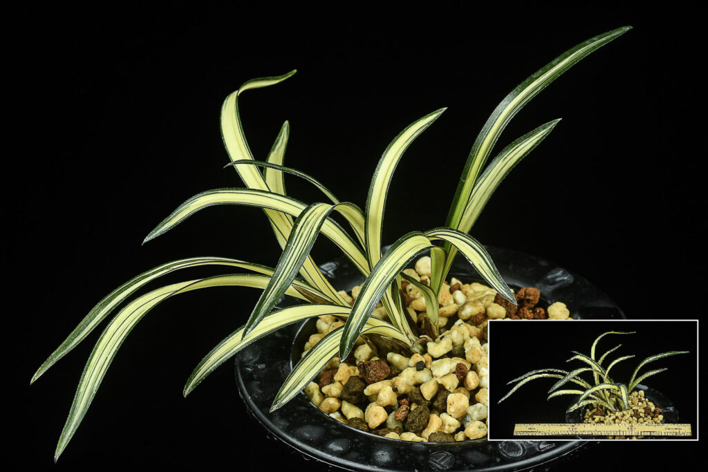 韓国産【神門】