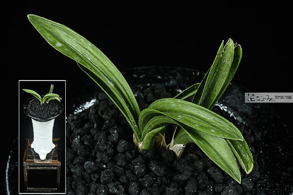 豆花・極丸止・羅紗チャボ【於多福】仙台産・PANDA春蘭鉢(弊社デザイン暑さ対策)