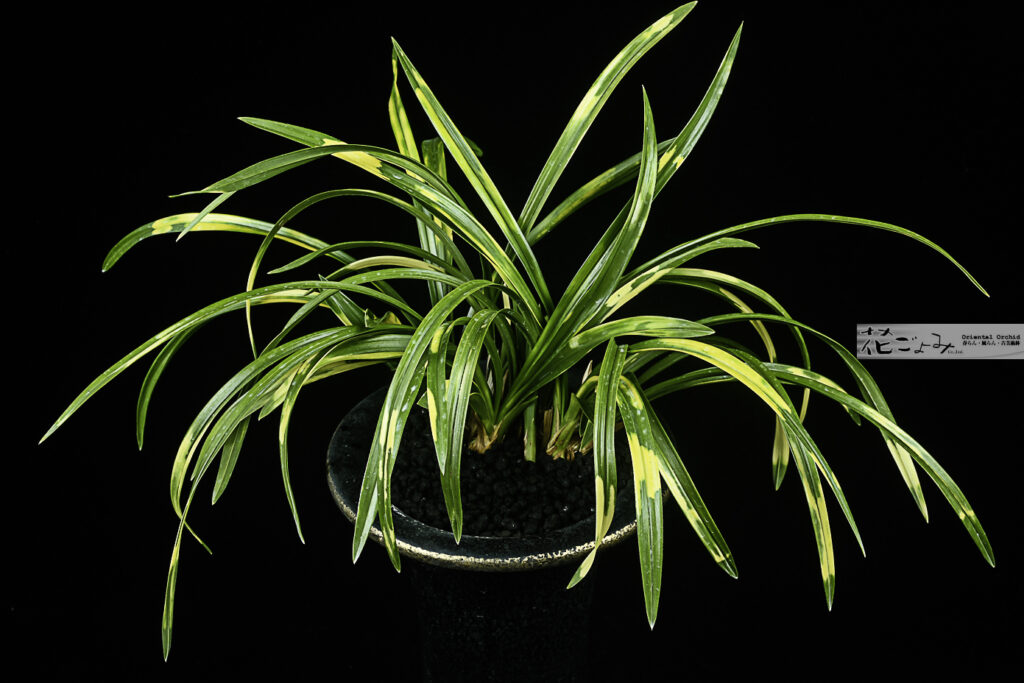 美術鉢株・日本春蘭・虎斑【安積猛虎】