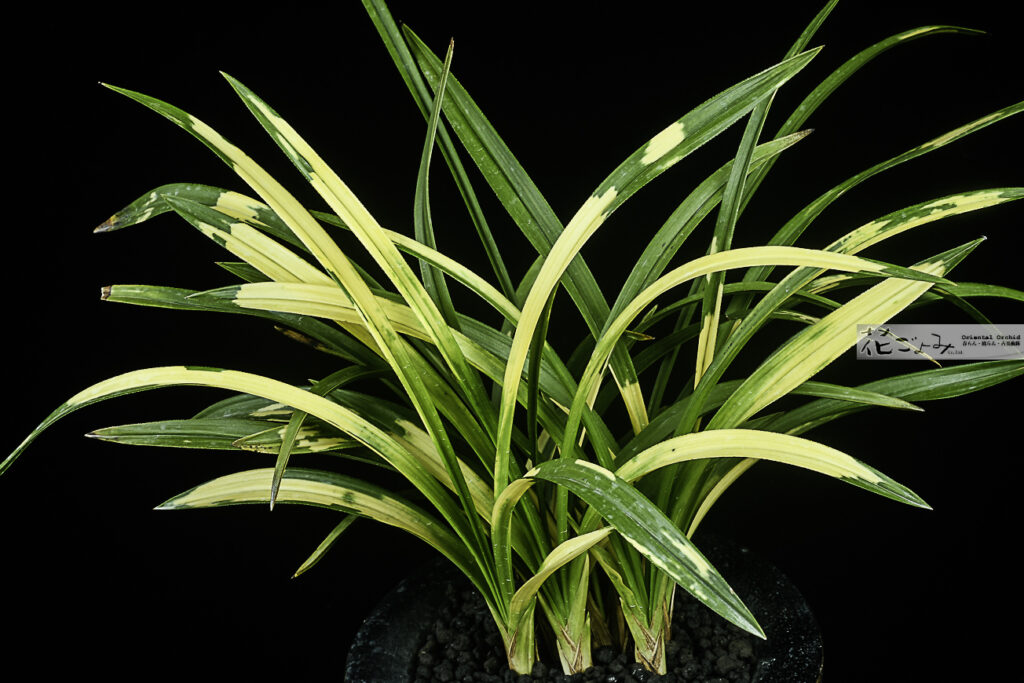 全国大会出品美術鉢株・日本春蘭・虎斑【輪波の花】